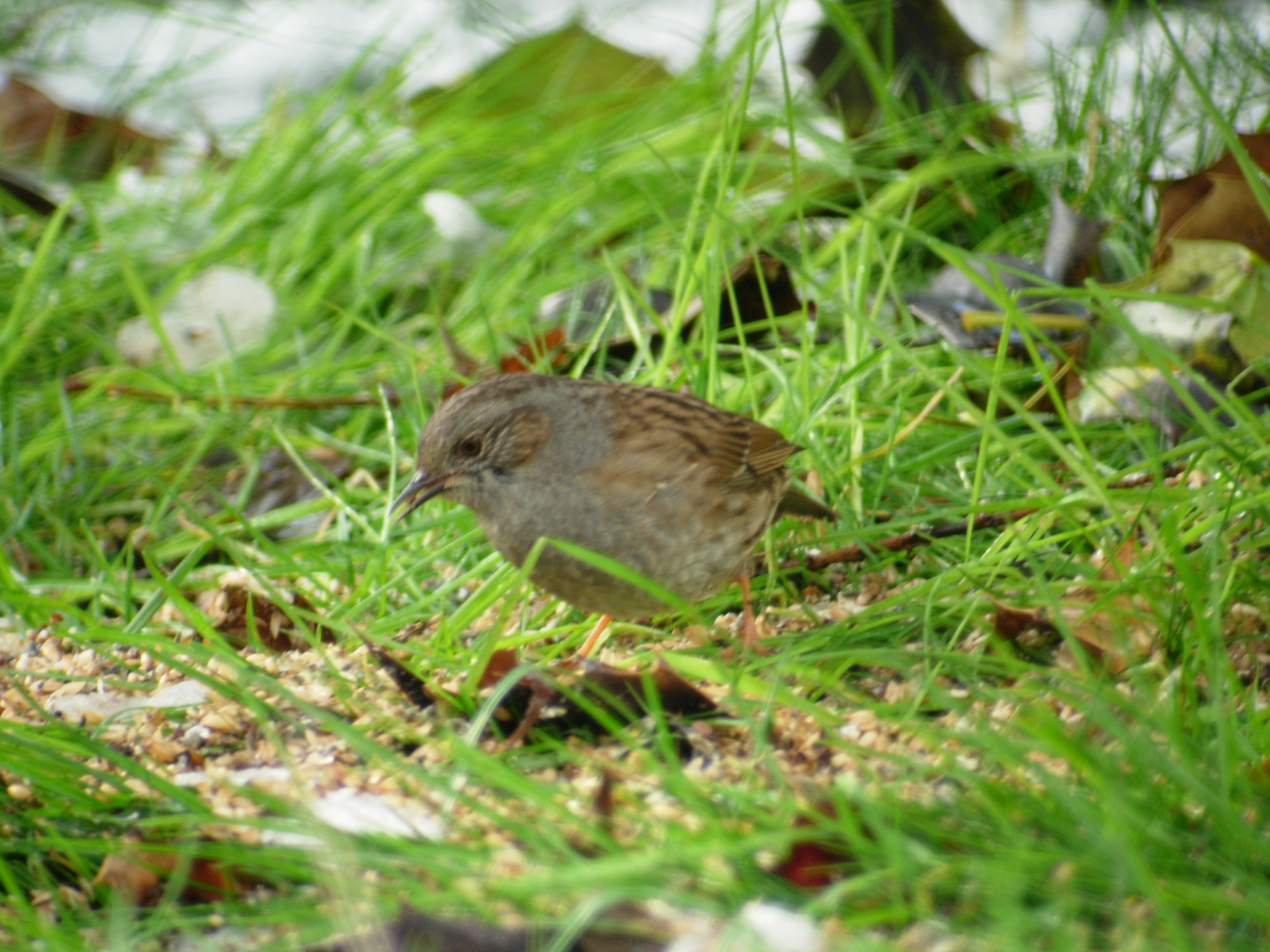 Les oiseaux de Vaudricourt